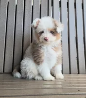 Choco bomb, a male Pomapoo for sale in Orrville, OH – 1 of 5