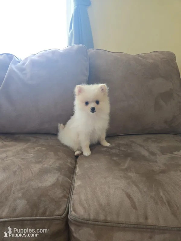 Daisy  – Pomeranian puppy for sale in Orrville, OH