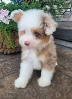 Choco bomb, a male Pomapoo for sale in Orrville, OH – 5 of 5