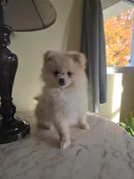 Jimmy - AKC, a male Pomeranian for sale in Orrville, OH – 2 of 4