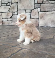 Choco bomb, a male Pomapoo for sale in Orrville, OH – 3 of 5