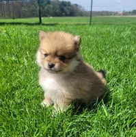 Bill, a male Pomeranian for sale in Orrville, OH – Photo 3 of 3