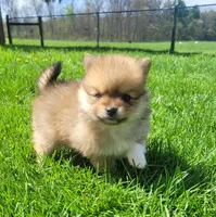 Bill, a male Pomeranian for sale in Orrville, OH – Photo 2 of 3