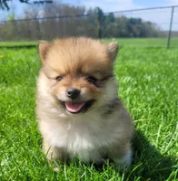Bill, a male Pomeranian for sale in Orrville, OH – Photo 1 of 3