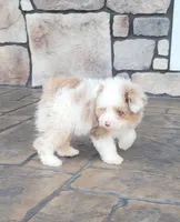 Choco bomb, a male Pomapoo for sale in Orrville, OH – 4 of 5