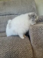 Finn, a male Pomeranian for sale in Orrville, OH – 2 of 3