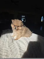 Luke, a male Pomeranian for sale in Orrville, OH – 2 of 4