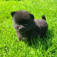 Rex , a male Pomeranian for sale in Orrville, OH – Photo 2 of 3