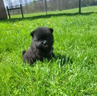 Rex , a male Pomeranian for sale in Orrville, OH – Photo 1 of 3