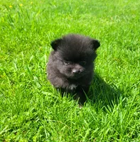 Rex , a male Pomeranian for sale in Orrville, OH – Photo 3 of 3