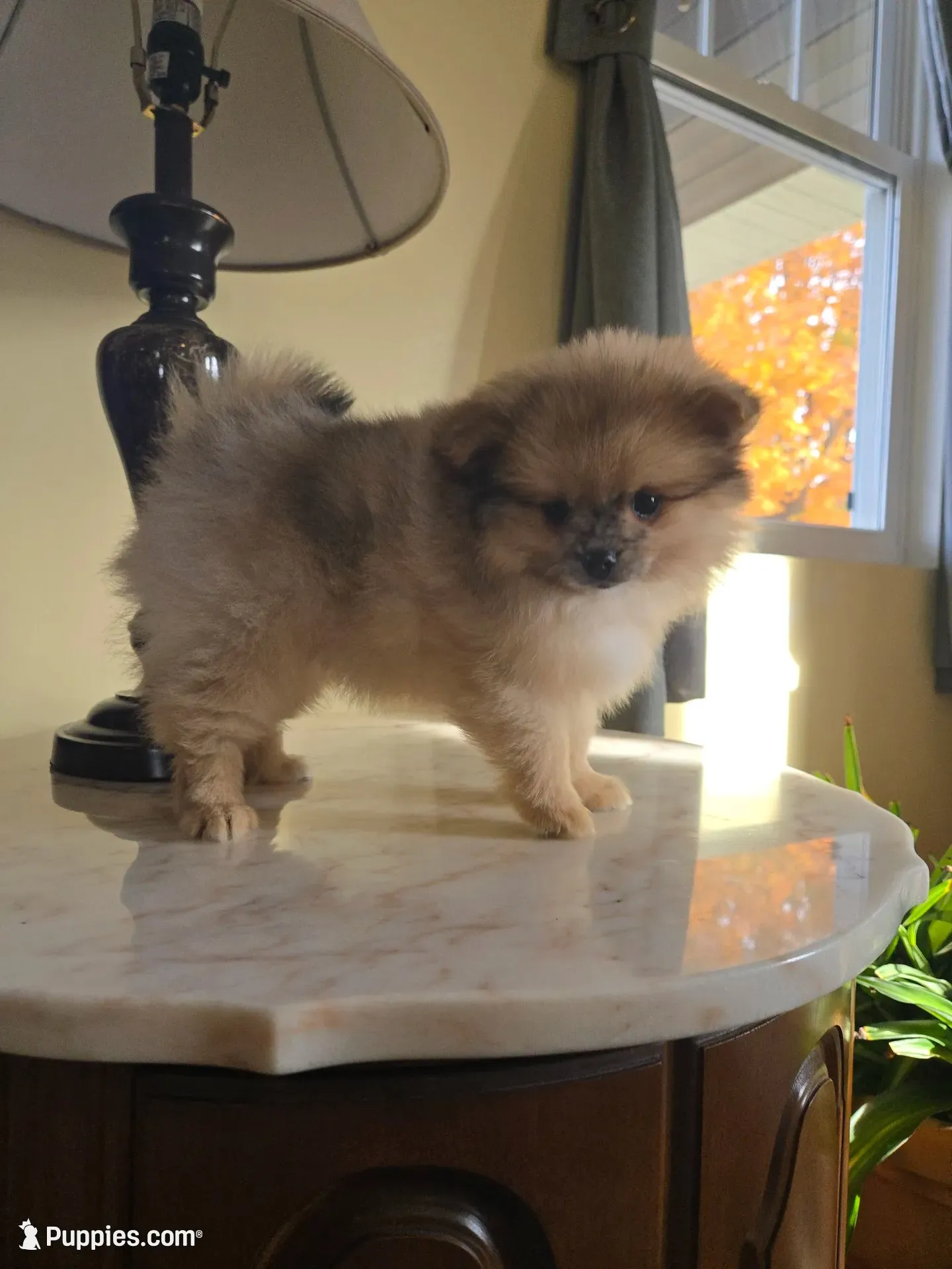 AKC - Merle Bo, a male Pomeranian for sale in Orrville, OH – 2 of 3
