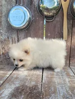 Daisy , a female Pomeranian for sale in Orrville, OH – 3 of 5