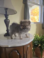 Kassie - AKC, a female Pomeranian for sale in Orrville, OH – 8 of 8