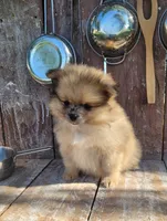 Bo, a male Pomeranian for sale in Orrville, OH – 5 of 5