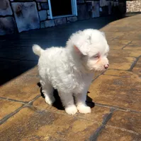 Willy, a male Pomapoo for sale in Orrville, OH – 2 of 2
