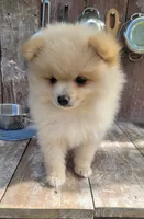 Jesse, a male Pomeranian for sale in Orrville, OH – 3 of 7