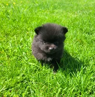 Rex , a male Pomeranian for sale in Orrville, OH – 3 of 3