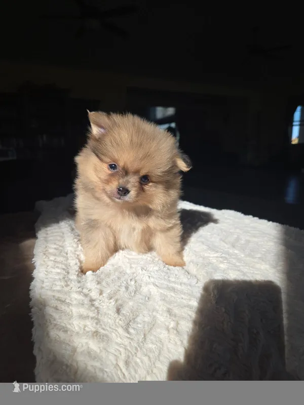Luke – Pomeranian puppy for sale in Orrville, OH