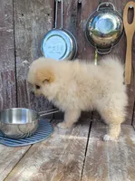 Jesse, a male Pomeranian for sale in Orrville, OH – 5 of 7