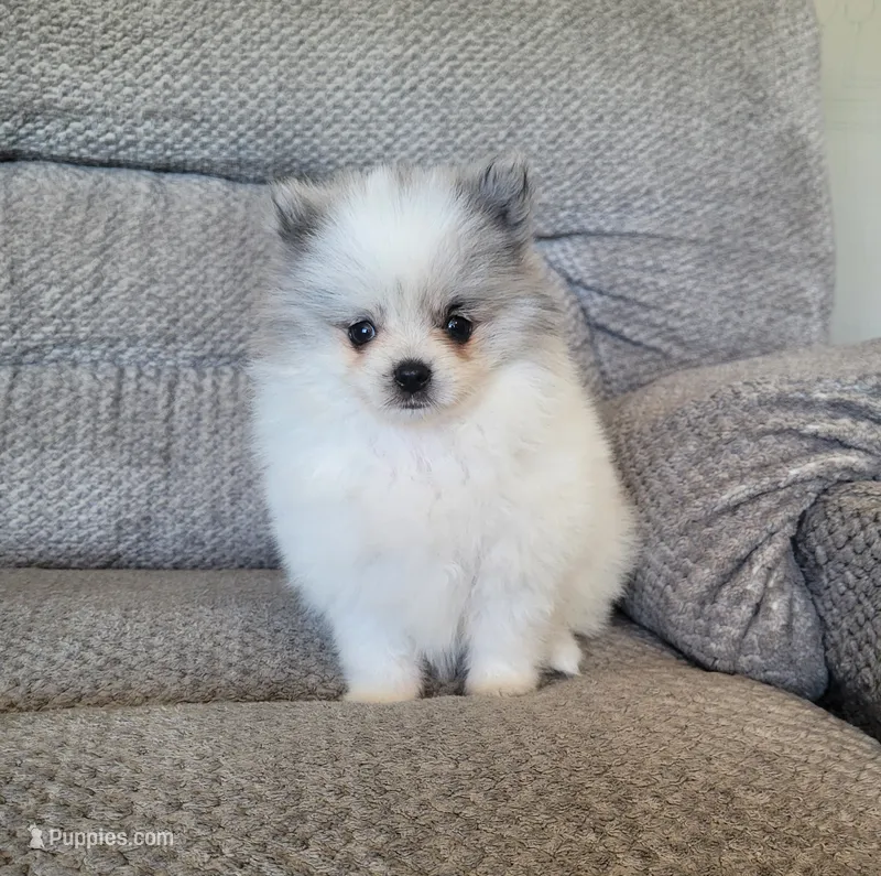 Finn – Pomeranian puppy for sale in Orrville, OH