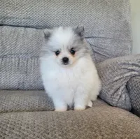 Finn, a male Pomeranian for sale in Orrville, OH – 1 of 3