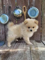 Jesse, a male Pomeranian for sale in Orrville, OH – 6 of 7