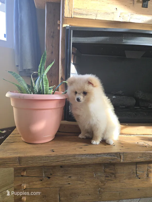 Jesse – Pomeranian puppy for sale in Orrville, OH