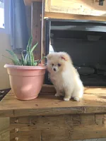 Jimmy - AKC, a male Pomeranian for sale in Orrville, OH – 1 of 4