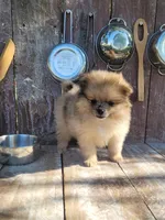 Bo, a male Pomeranian for sale in Orrville, OH – 4 of 5