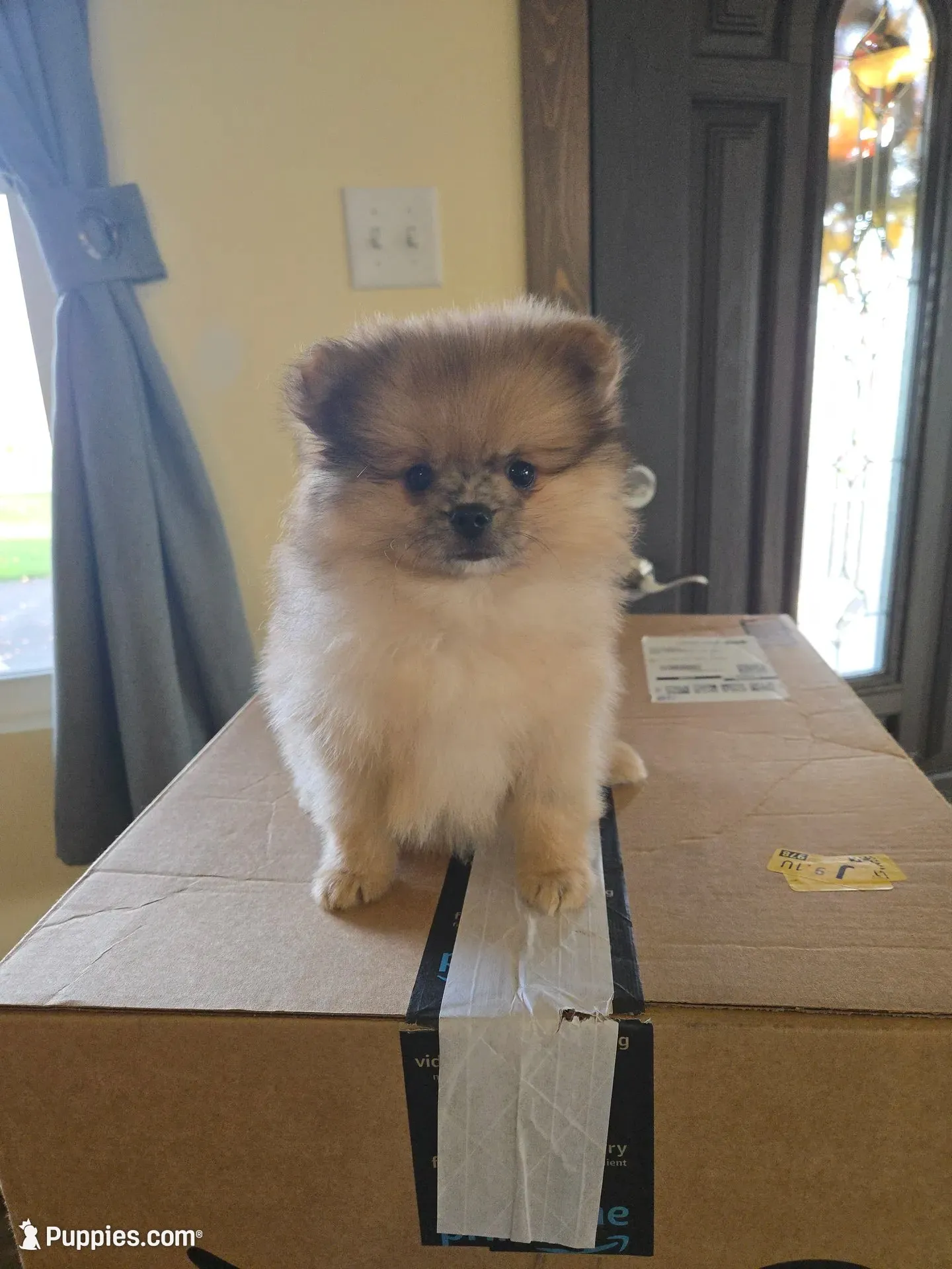 AKC - Merle Bo, a male Pomeranian for sale in Orrville, OH – 3 of 3