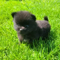 Rex , a male Pomeranian for sale in Orrville, OH – 2 of 3