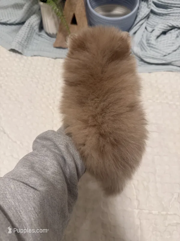 Xs Lavender – Pomeranian puppy for sale in Raleigh, NC