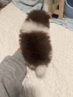 Tcup Axel, a male Pomeranian for sale in Raleigh, NC – 2 of 2