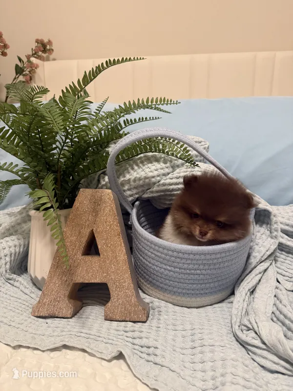 Tcup Axel – Pomeranian puppy for sale in Raleigh, NC