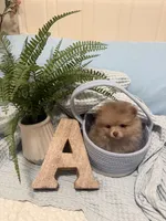 Xs Lavender, a male Pomeranian for sale in Raleigh, NC – 3 of 3