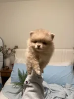 Xs Lavender, a male Pomeranian for sale in Raleigh, NC – 2 of 3