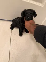 Girl, a  Yorkipoo for sale in Dallas, TX – 2 of 4
