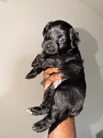 Girl, a  Yorkipoo for sale in Dallas, TX – 1 of 4