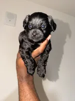 Girl, a  Yorkipoo for sale in Dallas, TX – 4 of 4