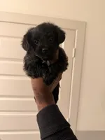 Girl, a  Yorkipoo for sale in Dallas, TX – 3 of 4