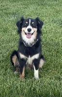 Moss, a female Australian Shepherd for sale in Sterling, CO – 2 of 3