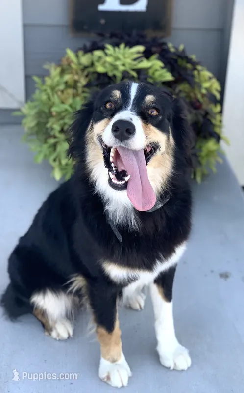 Moss – Australian Shepherd puppy for sale in Sterling, CO