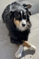 Moss, a female Australian Shepherd for sale in Sterling, CO – 3 of 3