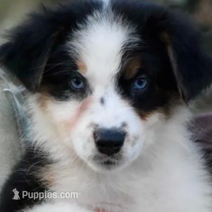 Crystal Glitz and Glamour 