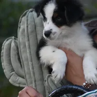  Glitz and Glamour , a female Australian Shepherd for sale in Port Orange, FL – Photo 4 of 4