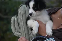 Crystal Glitz and Glamour , a female Australian Shepherd for sale in Port Orange, FL – Photo 4 of 4
