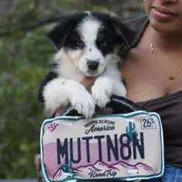  Glitz and Glamour , a female Australian Shepherd for sale in Port Orange, FL – Photo 3 of 4