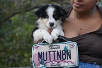 Crystal Glitz and Glamour , a female Australian Shepherd for sale in Port Orange, FL – Photo 3 of 4