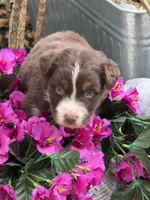 Crimson , a female Australian Shepherd for sale in Port Orange, FL – Photo 5 of 7