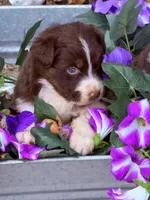 Crimson , a female Australian Shepherd for sale in Port Orange, FL – Photo 3 of 7